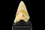 Serrated, Fossil Megalodon Tooth - Indonesia #161699-2